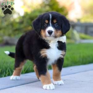 Jewel, Bernese Mountain Dog Puppy